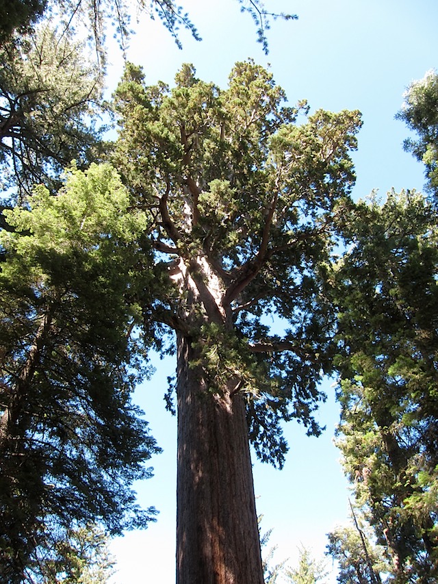 Galen Clark Tree