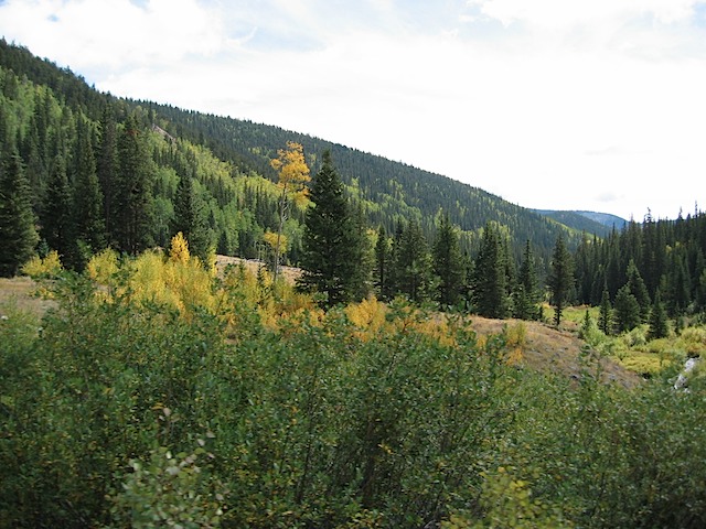 Yellow Leaves